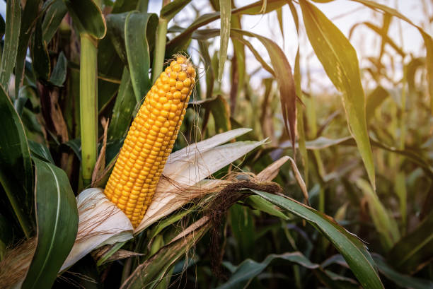 Fresh yellow maize cobs on the stalk